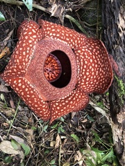 Rafflesia arnoldii