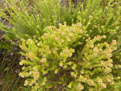 Erica serrata
