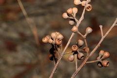 Eucalyptus acmenoides