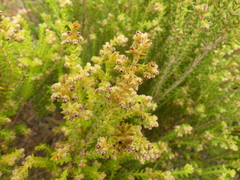 Erica serrata