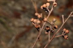 Eucalyptus acmenoides
