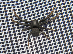 Bassaniodes robustus