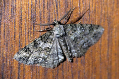 Ascotis fortunata
