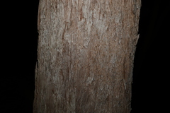 Eucalyptus acmenoides