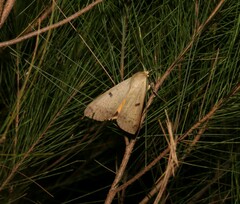 Ophiusa disjungens