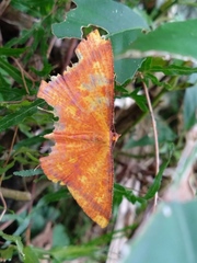 Thinopteryx crocoptera