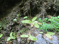 Pinguicula mariae