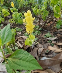 Pachystachys lutea