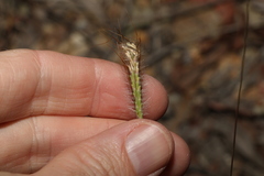 Dichanthium sericeum