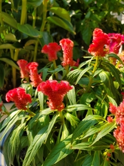 Celosia argentea
