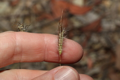 Dichanthium sericeum