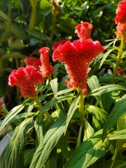 Celosia argentea