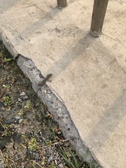 Gekko swinhonis