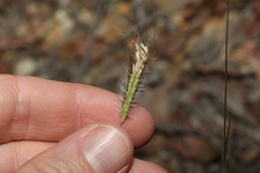 Dichanthium sericeum
