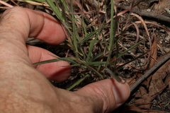 Dichanthium sericeum