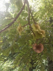 Pterocarpus angolensis