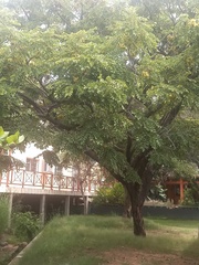 Pterocarpus angolensis