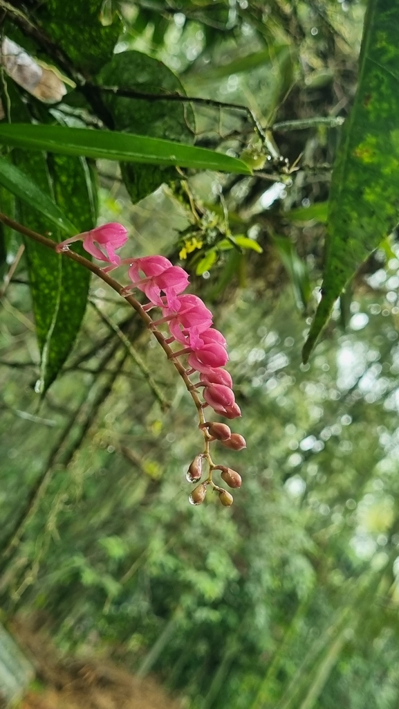 Rodriguezia lanceolata