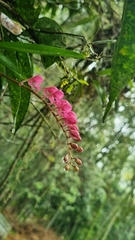 Rodriguezia lanceolata