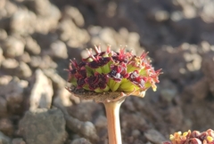 Pozoa