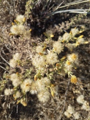 Heterotheca oregona