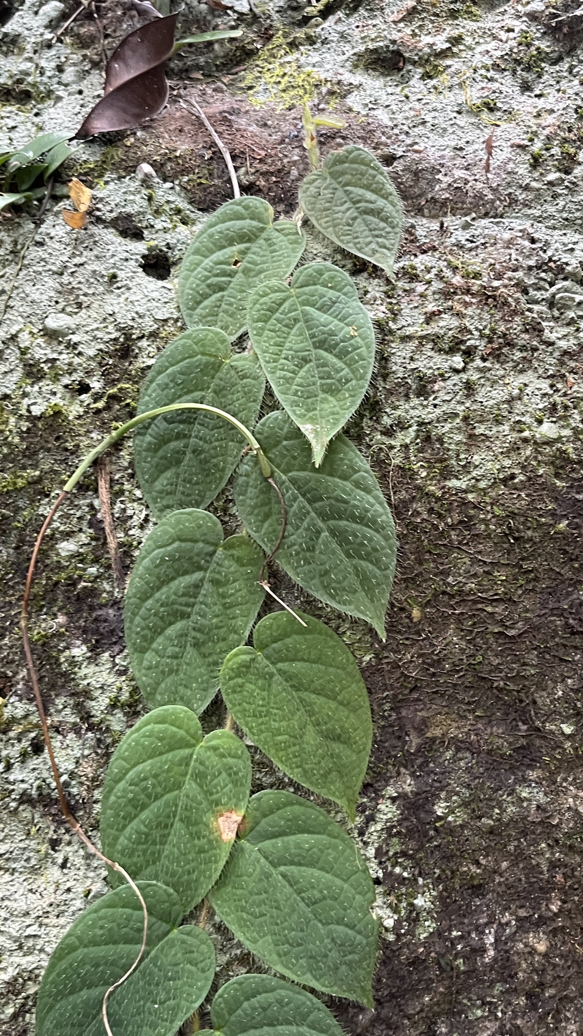Ficus villosa — ảnh 3