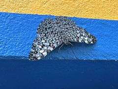 Hamadryas