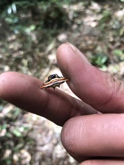 Gasteracantha frontata