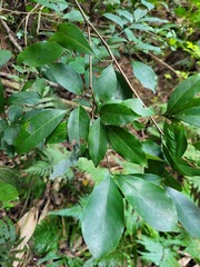 Glycosmis parviflora