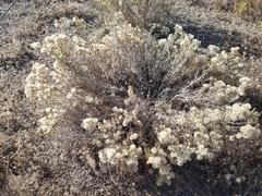 Heterotheca oregona