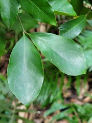 Glycosmis parviflora