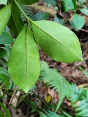 Glycosmis parviflora