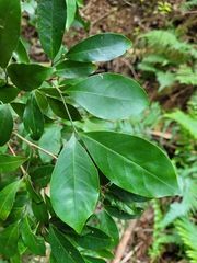 Glycosmis parviflora