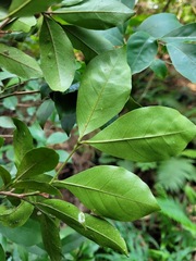 Glycosmis parviflora