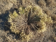 Heterotheca oregona