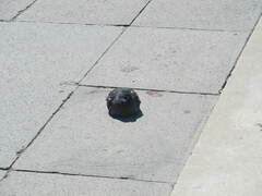 Columba livia domestica