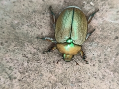 Anoplognathus suturalis