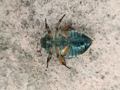 Anoplognathus suturalis