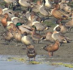 Sibirionetta formosa