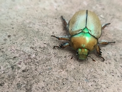 Anoplognathus suturalis