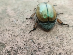 Anoplognathus suturalis