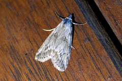 Gerarctia poliotis