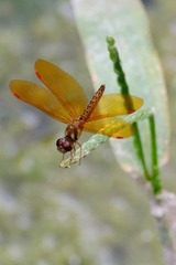 Perithemis tenera