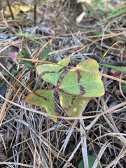 Oxalis tetraphylla
