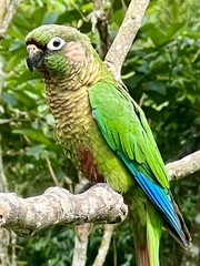 Pyrrhura frontalis