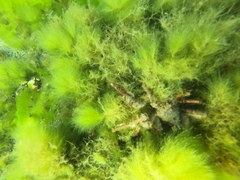 Eurypodius longirostris