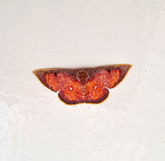 Chrysocraspeda sanguinea