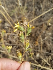 Calycadenia truncata