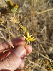 Calycadenia truncata