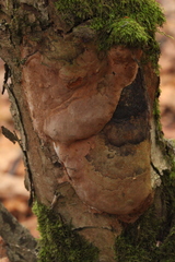 Phellinus alni